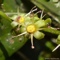 Semecarpus coriaceus Thwaites